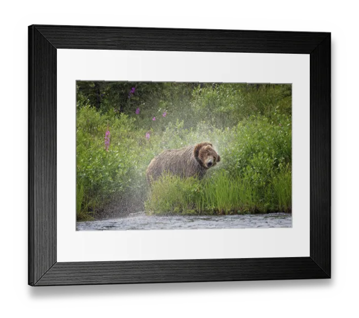 Framed Print : Alaskan brown bear along Alagnak River, Alaska Framed Print : Alaskan brown bear along Alagnak River, Alaska