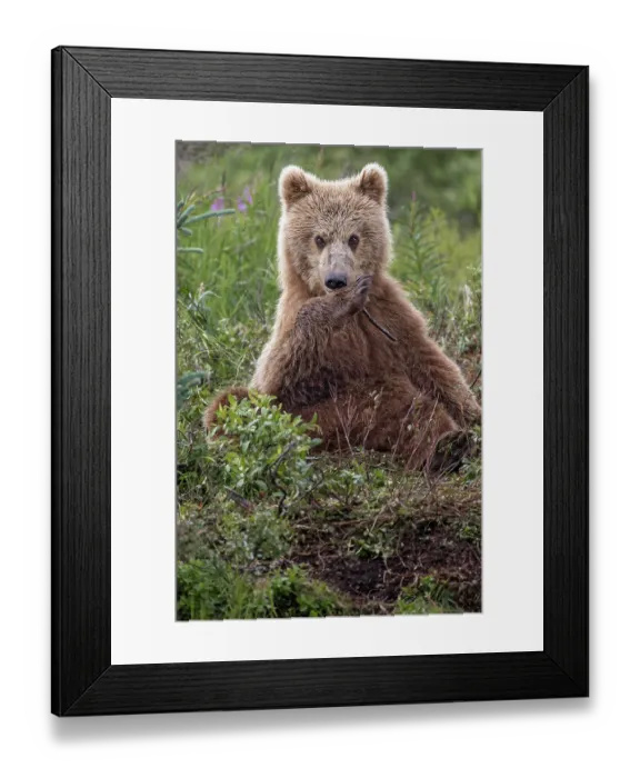 Framed Print : Alaskan brown bear along Alagnak River, Alaska