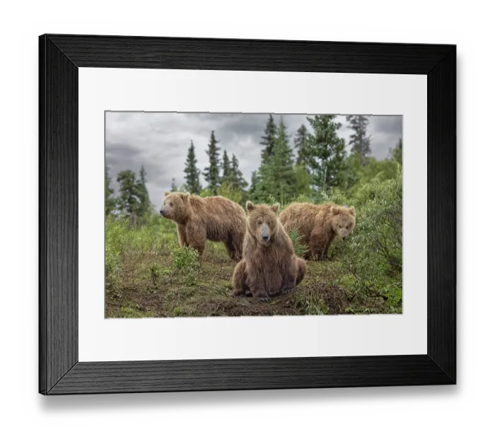 Framed Print : Alaskan brown bear along Alagnak River, Alaska Framed Print : Alaskan brown bear along Alagnak River, Alaska