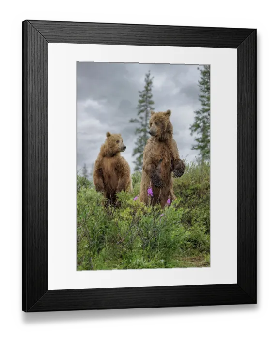Framed Print : Alaskan brown bear along Alagnak River, Alaska
