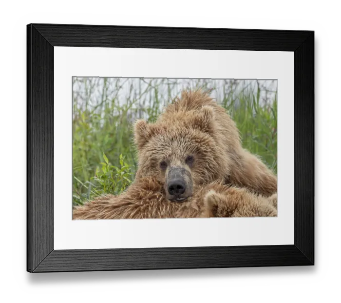 Framed Print : Alaskan brown bear along Alagnak River, Alaska Framed Print : Alaskan brown bear along Alagnak River, Alaska