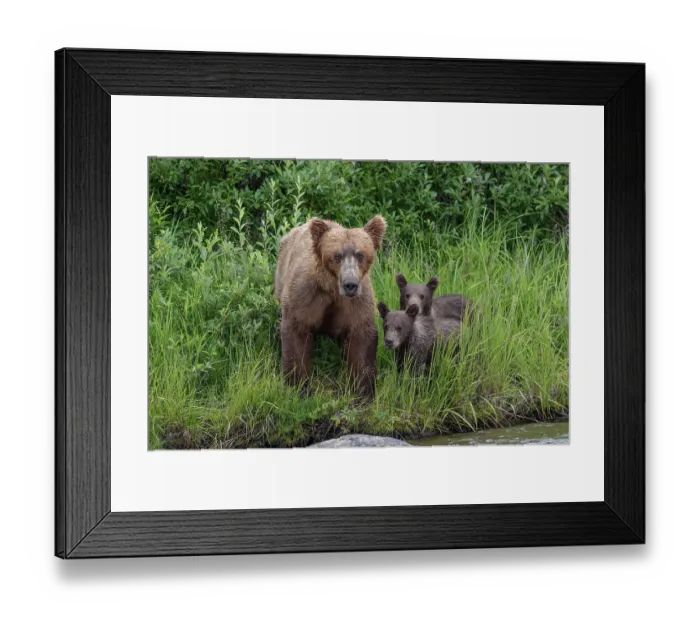 Framed Print : Alaskan brown bear along Alagnak River, Alaska