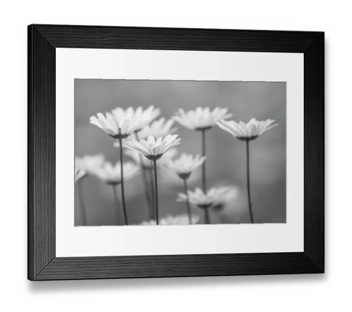 Framed Print : Oxeye daisy flowers, Lake Clark National Park and Preserve, Alaska Framed Print : Oxeye daisy flowers, Lake Clark National Park and Preserve, Alaska