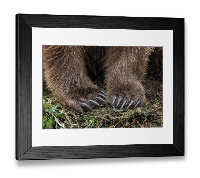 Framed Print : Alaskan brown bear along Alagnak River, Alaska Framed Print : Alaskan brown bear along Alagnak River, Alaska