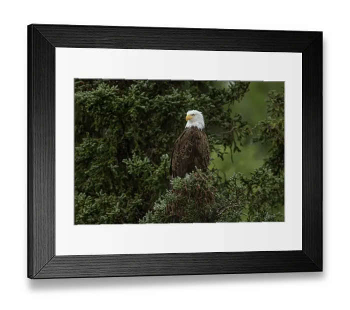 Framed Print : Bald eagle perched along Alagnak River, Alaska