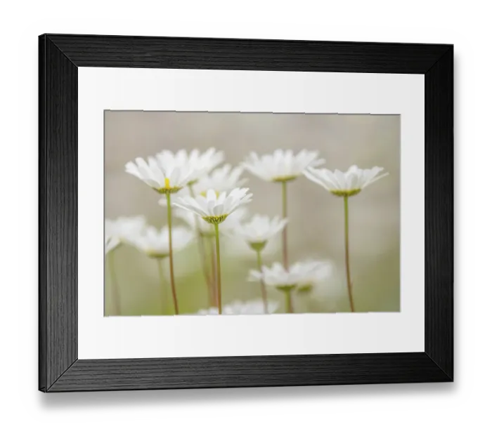 Framed Print : Oxeye daisy flowers, Lake Clark National Park and Preserve, Alaska Framed Print : Oxeye daisy flowers, Lake Clark National Park and Preserve, Alaska