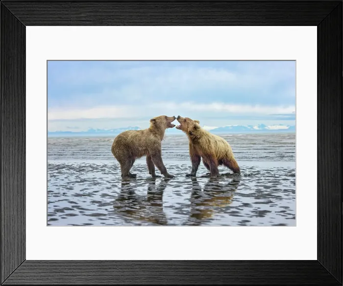 Framed Print : Alaskan brown bear juveniles play fighting on tidal flats, Lake Clark National Park and Preserve, Alaska Framed Print : Alaskan brown bear juveniles play fighting on tidal flats, Lake Clark National Park and Preserve, Alaska