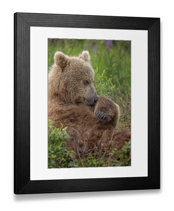 Framed Print : Alaskan brown bear cub along Alagnak River, Alaska