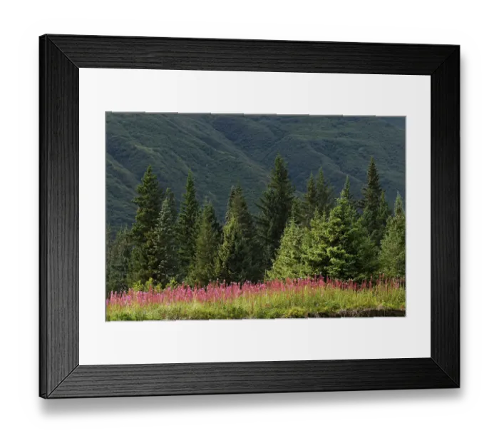 Framed Print : Meadow of fireweed flowers in the fall, Lake Clark National Park and Preserve, Alaska Framed Print : Meadow of fireweed flowers in the fall, Lake Clark National Park and Preserve, Alaska