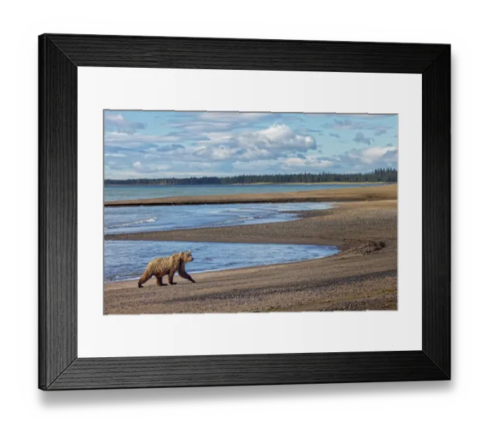 Framed Print : Alaskan brown bear walking the beach, Lake Clark National Park and Preserve, Alaska Framed Print : Alaskan brown bear walking the beach, Lake Clark National Park and Preserve, Alaska