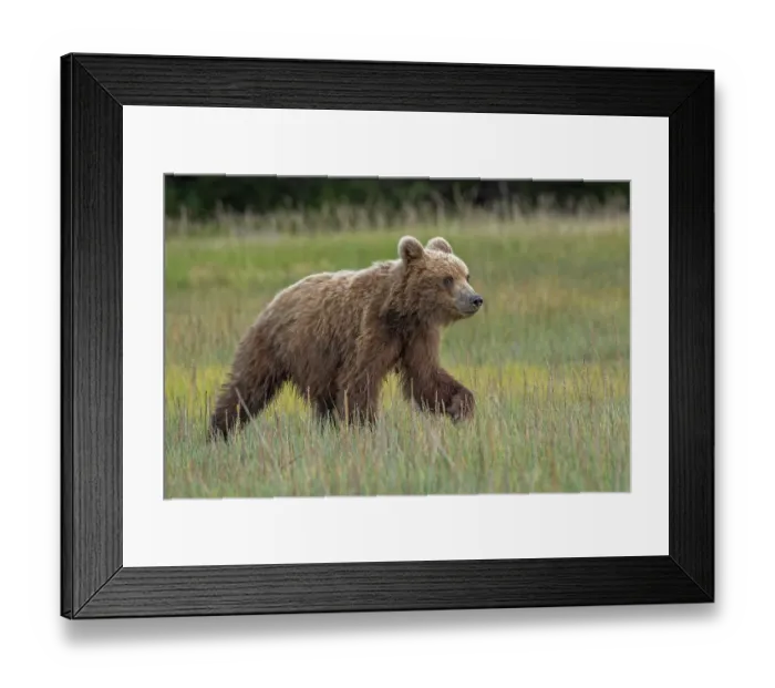 Framed Print : Female Alaskan brown bear cub in meadow grasses, Lake Clark National Park and Preserve, Alaska