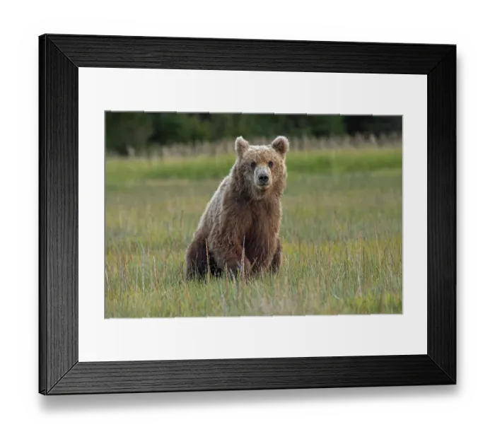 Framed Print : Female Alaskan brown bear in meadow grasses, Lake Clark National Park and Preserve, Alaska