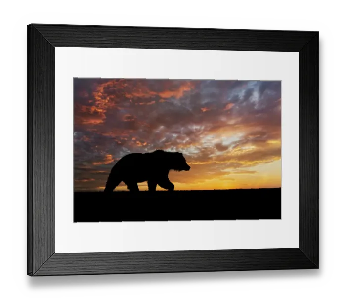 Framed Print : Adult female Alaskan brown bear silhouetted at sunrise along Silver Salmon Creek, Lake Clark National Park and Preserve, Alaska Framed Print : Adult female Alaskan brown bear silhouetted at sunrise along Silver Salmon Creek, Lake Clark National Park and Preserve, Alaska