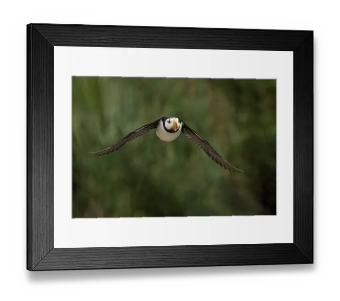 Framed Print : Horned puffin in flight, Alaska Framed Print : Horned puffin in flight, Alaska