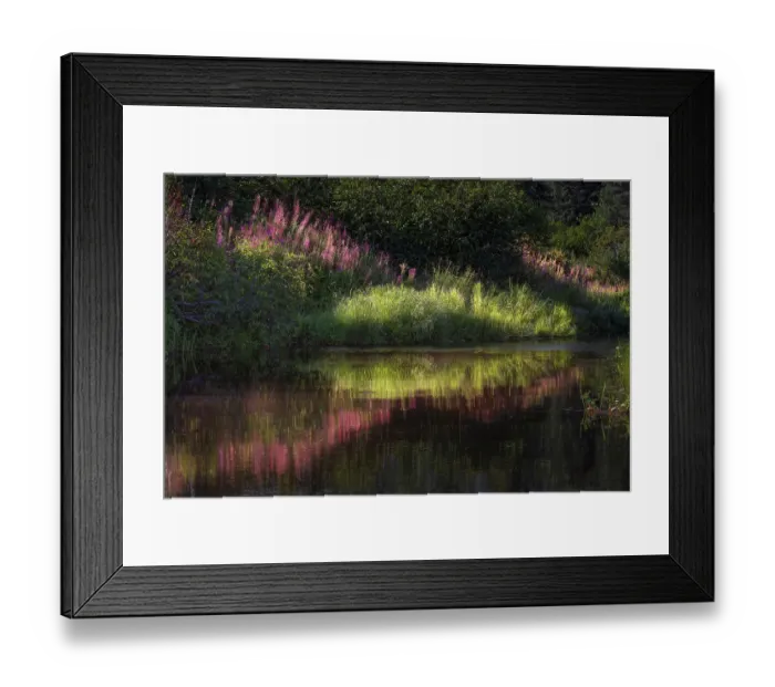 Framed Print : Autumn fireweed flowers reflecting on calm lake, Lake Clark National Park and Preserve, Alaska Framed Print : Autumn fireweed flowers reflecting on calm lake, Lake Clark National Park and Preserve, Alaska