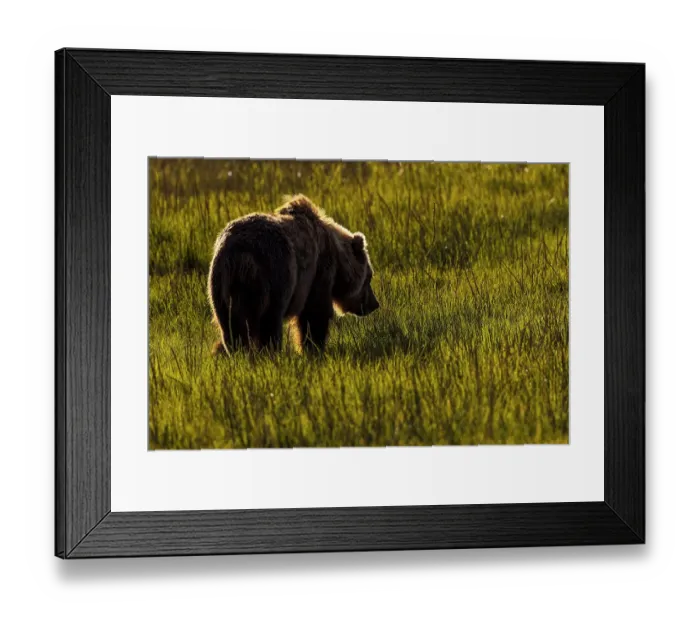 Framed Print : Alaskan brown bear silhouetted in meadow grasses, Lake Clark National Park and Preserve, Alaska Framed Print : Alaskan brown bear silhouetted in meadow grasses, Lake Clark National Park and Preserve, Alaska