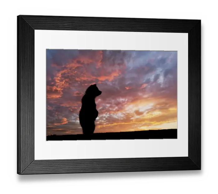 Framed Print : Alaskan brown bear cub silhouetted at sunrise along Silver Salmon Creek, Lake Clark National Park and Preserve, Alaska Framed Print : Alaskan brown bear cub silhouetted at sunrise along Silver Salmon Creek, Lake Clark National Park and Preserve, Alaska