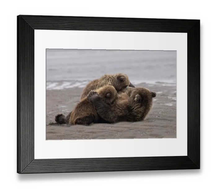 Framed Print : Female Alaskan brown bear nursing two cubs, Lake Clark National Park and Preserve, Alaska