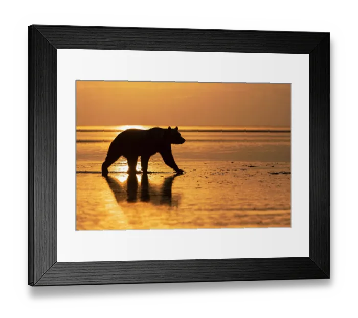Framed Print : Adult Alaskan brown bear silhouetted at sunrise on tidal flats of Lake Clark National Park and Preserve, Alaska