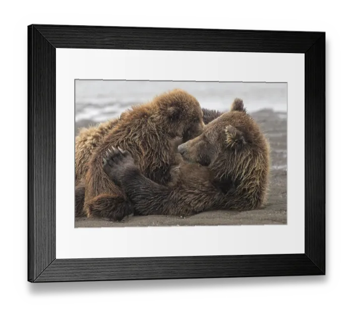 Framed Print : Female Alaskan brown bear nursing two cubs, Lake Clark National Park and Preserve, Alaska Framed Print : Female Alaskan brown bear nursing two cubs, Lake Clark National Park and Preserve, Alaska