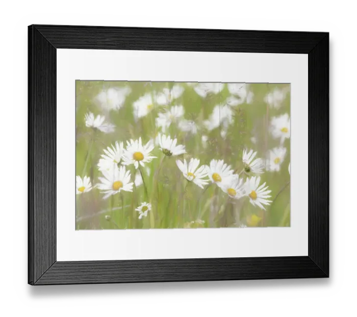 Framed Print : USA, Alaska, Glacier Bay National Park. Close-up of Shasta daisies. ©Don Paulson / Jaynes Gallery / DanitaDelimont.com Framed Print : USA, Alaska, Glacier Bay National Park. Close-up of Shasta daisies. ©Don Paulson / Jaynes Gallery / DanitaDelimont.com