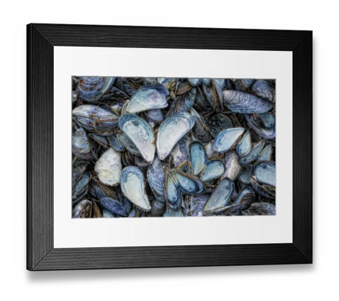 Framed Print : USA, Alaska, Glacier Bay National Park. Close-up of mussel shells. ©Don Paulson / Jaynes Gallery / DanitaDelimont.com Framed Print : USA, Alaska, Glacier Bay National Park. Close-up of mussel shells. ©Don Paulson / Jaynes Gallery / DanitaDelimont.com
