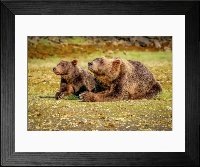 Framed Print : Katmai National Park and Preserve, Alaska. Portrait of brown bear cub remaining alert, while mom sleeps in the afternoon sun Framed Print : Katmai National Park and Preserve, Alaska. Portrait of brown bear cub remaining alert, while mom sleeps in the afternoon sun