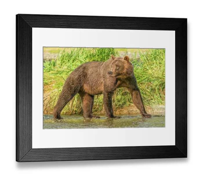 Framed Print : Katmai, Alaska. Portrait of female brown bear looking for any aggressive males before fishing for salmon