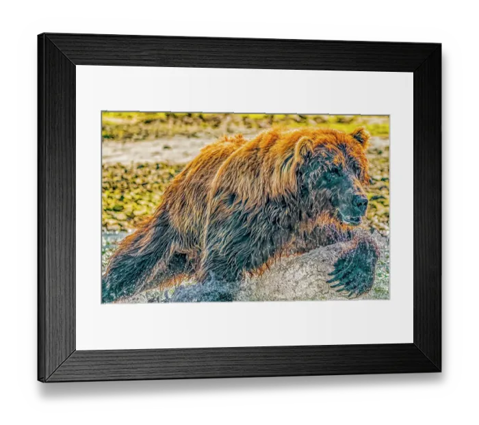 Framed Print : Katmai National Park, Alaska. Portrait of large male brown bear fishing for salmon during the fall salmon run