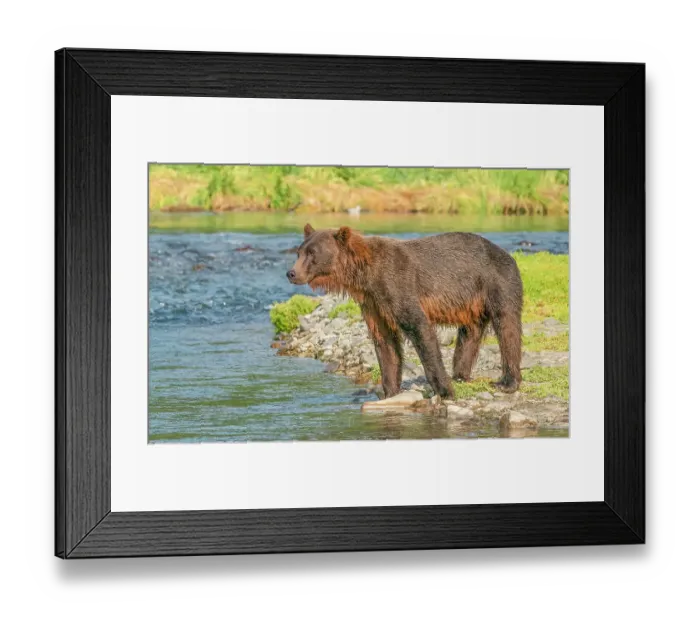 Framed Print : Katmai, Alaska. Portrait of young female brown bear watches for swimming salmon in the river during the fall salmon run Framed Print : Katmai, Alaska. Portrait of young female brown bear watches for swimming salmon in the river during the fall salmon run