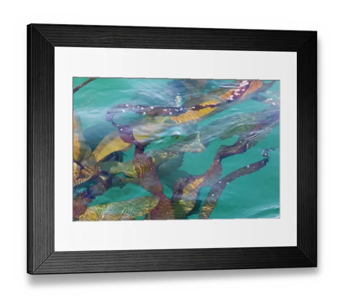 Framed Print : USA, Alaska, Glacier Bay National Park. Close-up of kelp in water. ©Don Paulson  /  Jaynes Gallery  /  DanitaDelimont.com