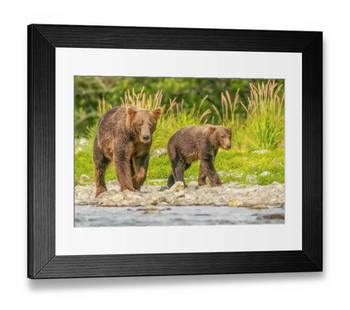 Framed Print : Katmai National Park, Alaska. Portrait of mother brown bear and cub walking along the riverbank hunting for salmon Framed Print : Katmai National Park, Alaska. Portrait of mother brown bear and cub walking along the riverbank hunting for salmon