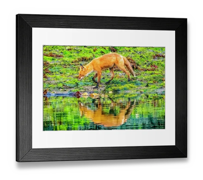 Framed Print : Katmai Peninsula, Alaska. Portrait of Alaskan red fox hunting among kelp in rocks lining the shore Framed Print : Katmai Peninsula, Alaska. Portrait of Alaskan red fox hunting among kelp in rocks lining the shore