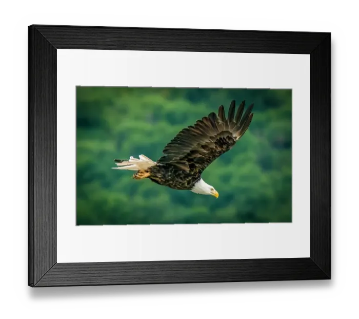 Framed Print : Katmai National Park, Alaska. Portrait of bald eagle scanning the river for fish during the fall salmon run Framed Print : Katmai National Park, Alaska. Portrait of bald eagle scanning the river for fish during the fall salmon run