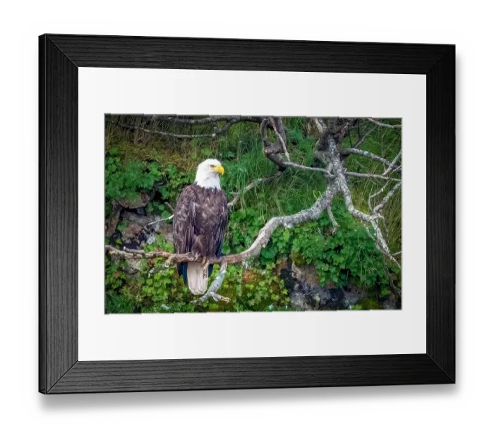 Framed Print : Katmai Peninsula, Alaska. Portrait of bald eagle scouting for fish during the fall salmon run Framed Print : Katmai Peninsula, Alaska. Portrait of bald eagle scouting for fish during the fall salmon run