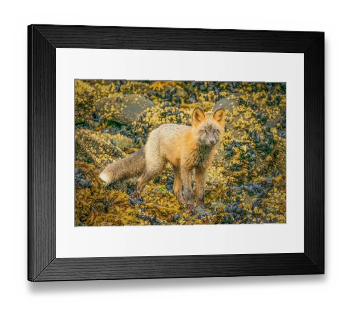 Framed Print : Katmai Peninsula, Alaska. Portrait of arctic fox, red fox mix hunting among rocks lining the shore Framed Print : Katmai Peninsula, Alaska. Portrait of arctic fox, red fox mix hunting among rocks lining the shore