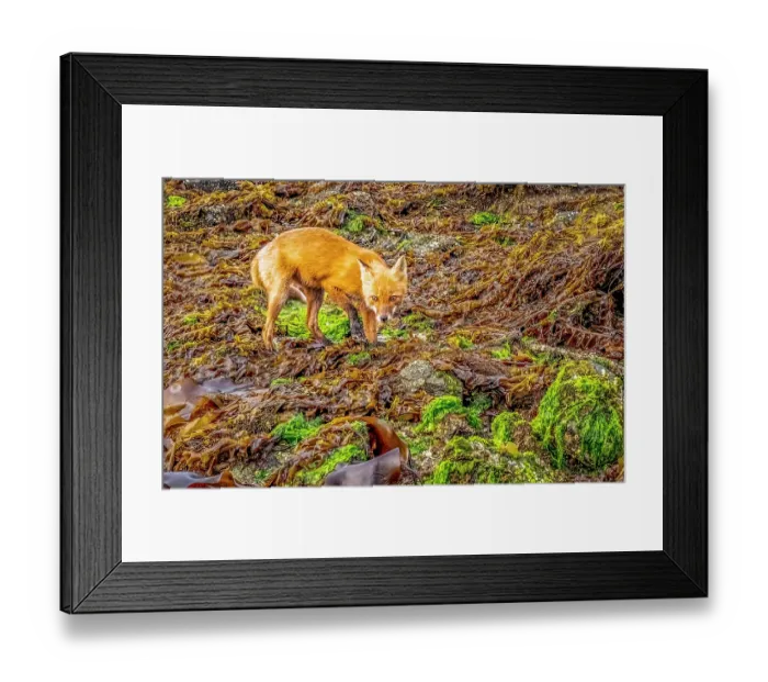 Framed Print : Katmai Peninsula, Alaska. Portrait of Alaskan red fox hunting among rocks lining the shore Framed Print : Katmai Peninsula, Alaska. Portrait of Alaskan red fox hunting among rocks lining the shore