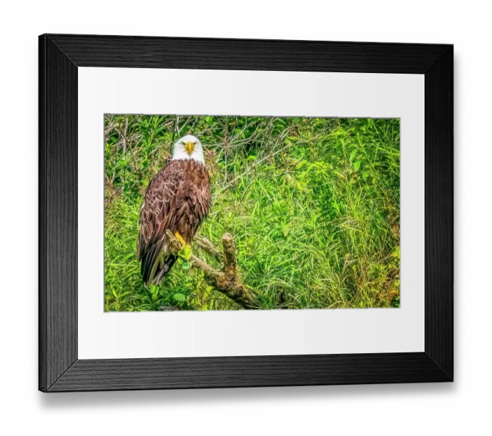 Framed Print : Katmai Peninsula, Alaska. Portrait of bald eagle scouting for fish during the fall salmon run. (Editorial Use Only) Framed Print : Katmai Peninsula, Alaska. Portrait of bald eagle scouting for fish during the fall salmon run. (Editorial Use Only)