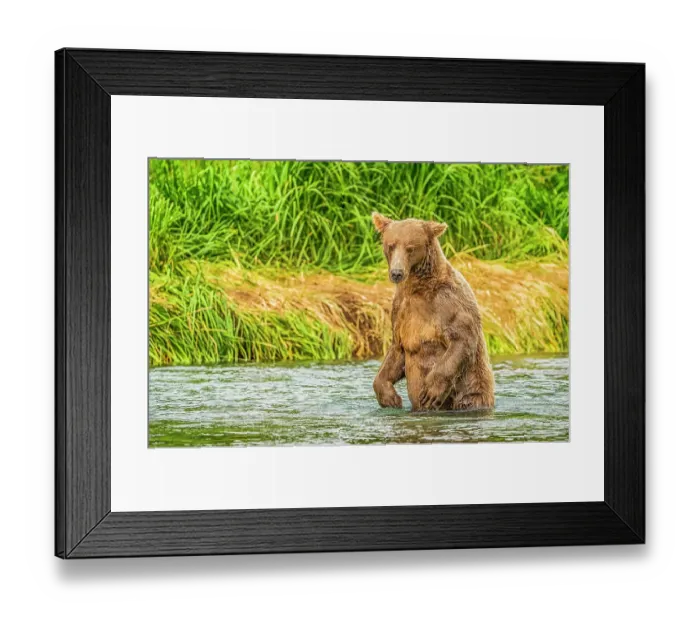 Framed Print : Katmai Peninsula, Alaska. Portrait of large male brown bear waiting to grab a salmon swimming upriver
