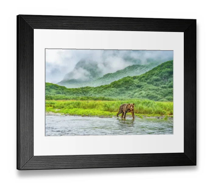 Framed Print : Katmai Peninsula, Alaska. Portrait of female brown bear walking out of the mist along the riverbank hunting for fish Framed Print : Katmai Peninsula, Alaska. Portrait of female brown bear walking out of the mist along the riverbank hunting for fish