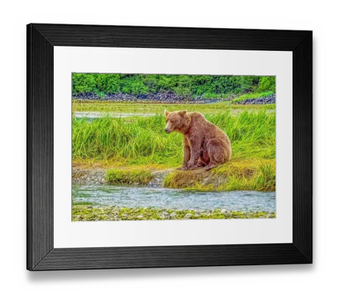 Framed Print : Katmai Peninsula, Alaska. Portrait of female brown bear watching for approaching males while hunting for fish Framed Print : Katmai Peninsula, Alaska. Portrait of female brown bear watching for approaching males while hunting for fish