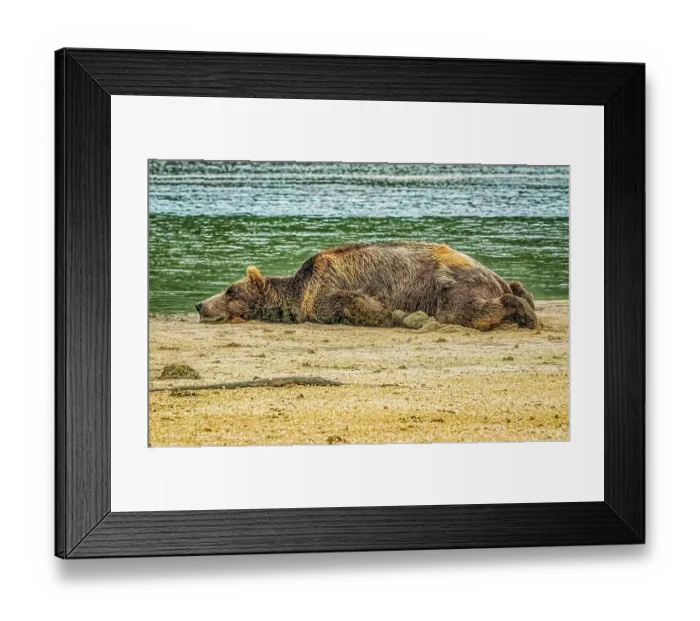 Framed Print : Katmai National Park and Preserve, Alaska. Portrait of large male brown bear sleeping after eating his fill of salmon during the fall salmon run Framed Print : Katmai National Park and Preserve, Alaska. Portrait of large male brown bear sleeping after eating his fill of salmon during the fall salmon run