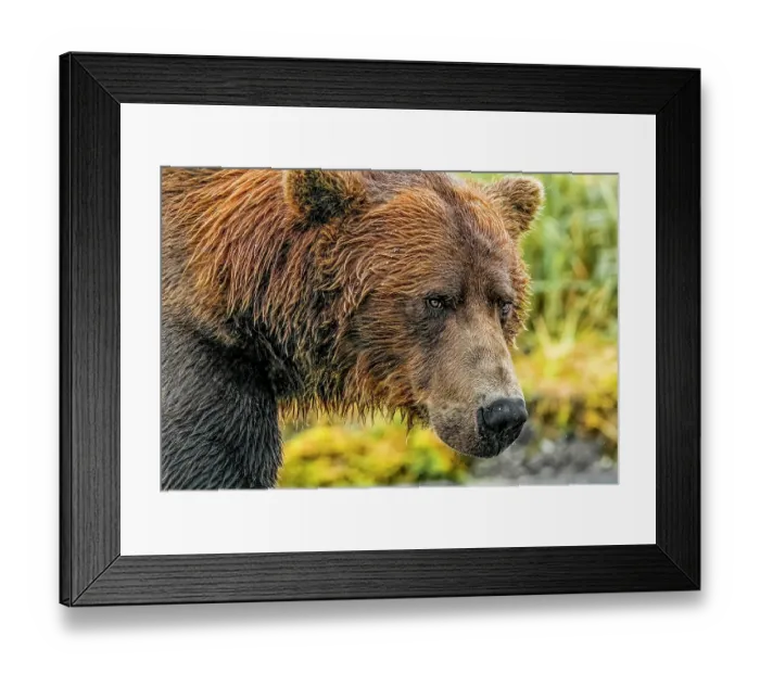 Framed Print : Katmai National Park, Alaska. Close-up portrait of large male brown bear fishing for salmon during the fall salmon run Framed Print : Katmai National Park, Alaska. Close-up portrait of large male brown bear fishing for salmon during the fall salmon run