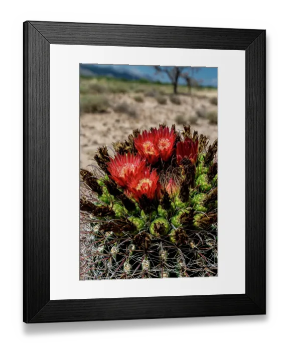 Framed Print : Bright orange or red flowers of a barrel cactus in the Sonoran Desert Framed Print : Bright orange or red flowers of a barrel cactus in the Sonoran Desert