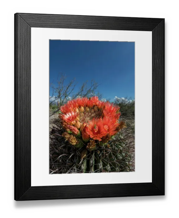 Framed Print : Bright orange or red flowers of a barrel cactus in the Sonoran Desert