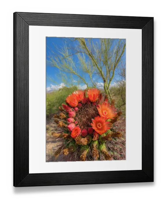 Framed Print : Bright orange or red flowers of a barrel cactus in the Sonoran Desert