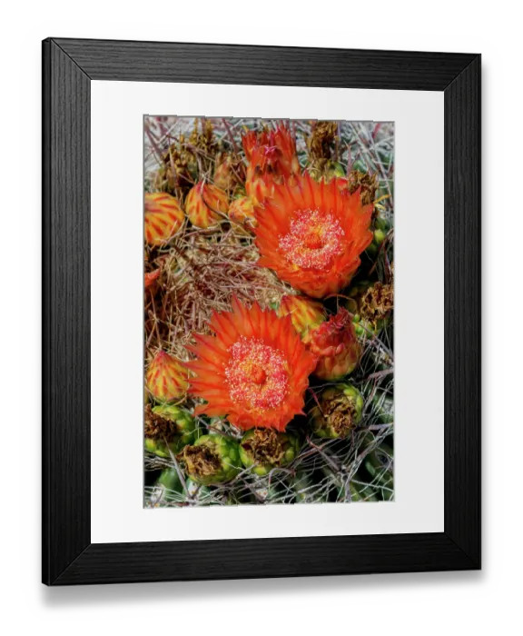 Framed Print : Bright orange or red flowers of a barrel cactus in the Sonoran Desert Framed Print : Bright orange or red flowers of a barrel cactus in the Sonoran Desert
