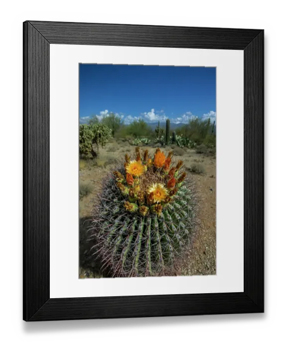 Framed Print : Bright orange or red flowers of a barrel cactus in the Sonoran Desert Framed Print : Bright orange or red flowers of a barrel cactus in the Sonoran Desert