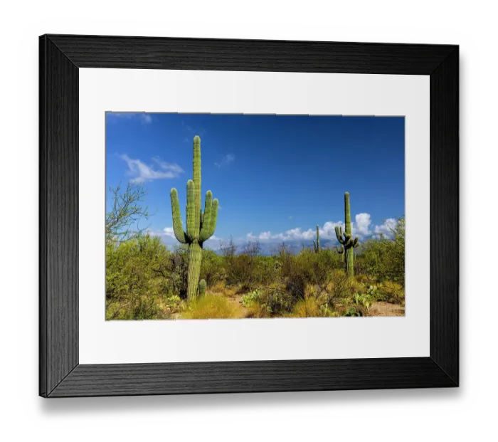 Framed Print : Typical scene in the Sonoran Desert of southern Arizona Framed Print : Typical scene in the Sonoran Desert of southern Arizona