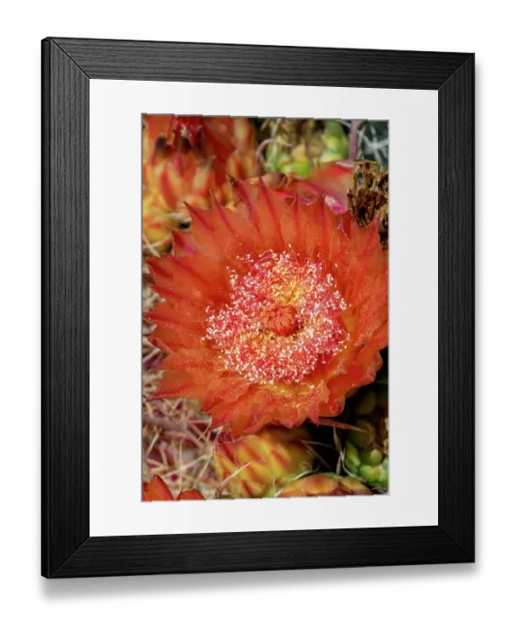 Framed Print : Bright orange or red flowers of a barrel cactus in the Sonoran Desert Framed Print : Bright orange or red flowers of a barrel cactus in the Sonoran Desert
